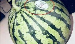 网红吃瓜车,揭秘网络红人背后的神秘生活